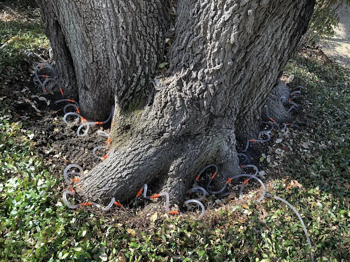 Detailed Tree Cabling and Bracing job site in Coolidge